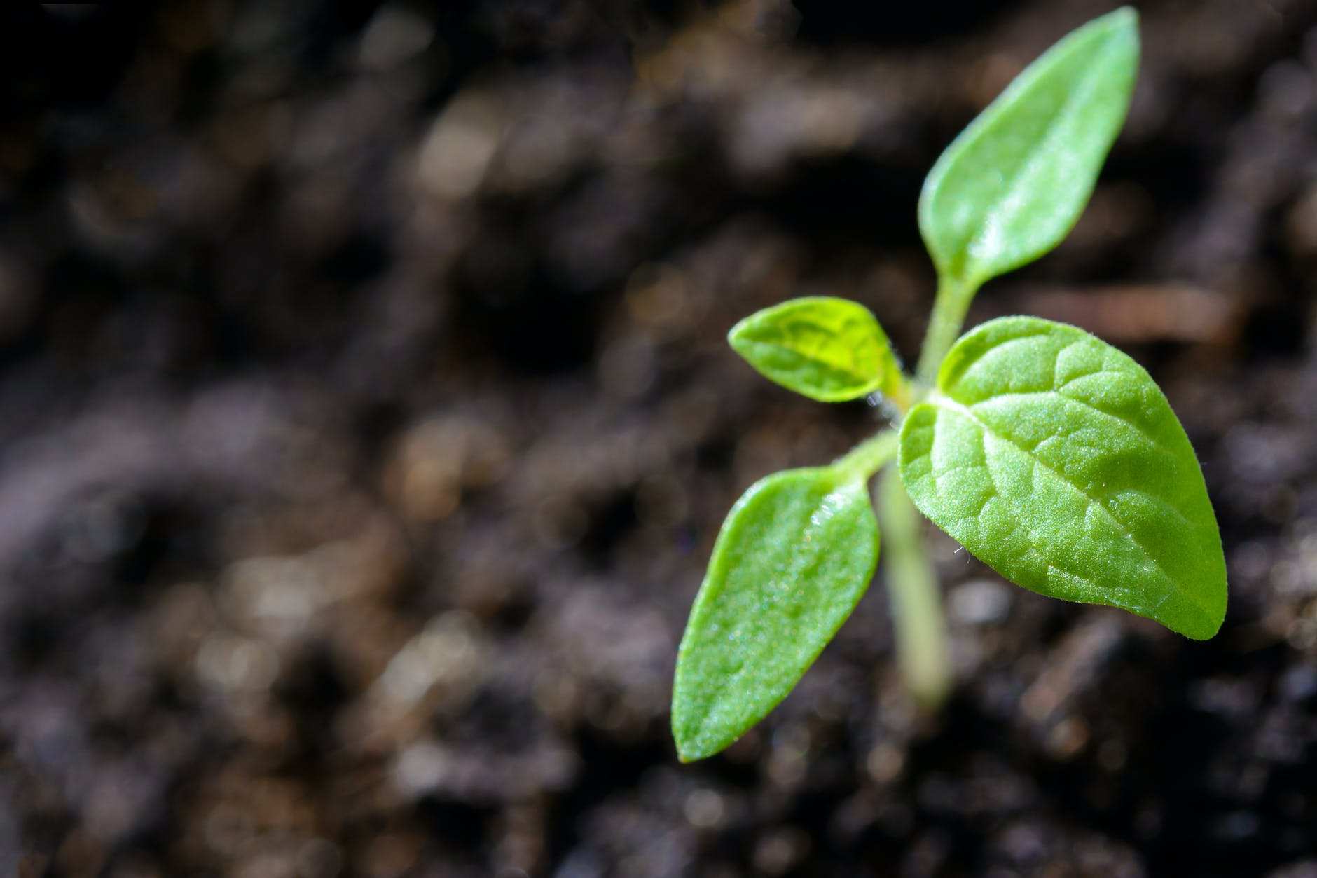 closeup photo of sprout