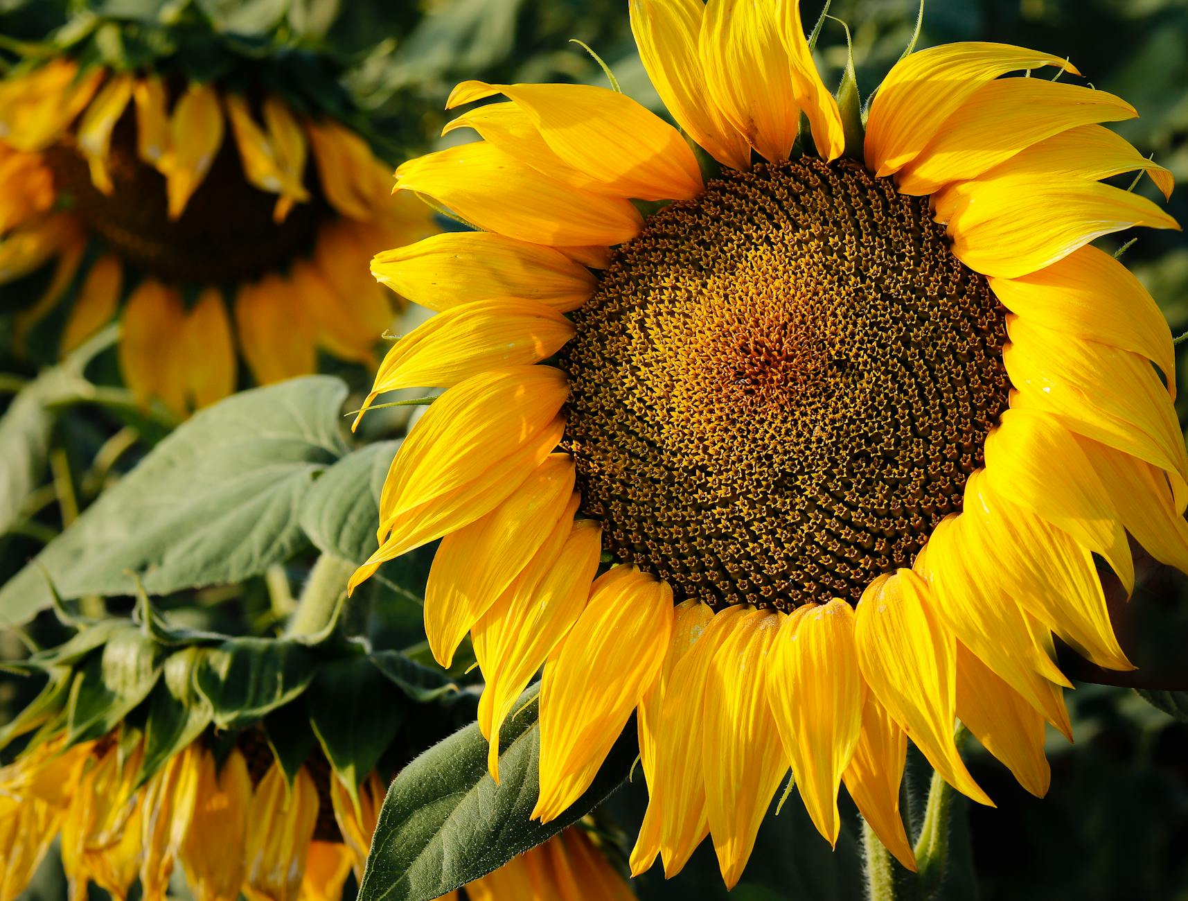 close up of a yellow sunflower