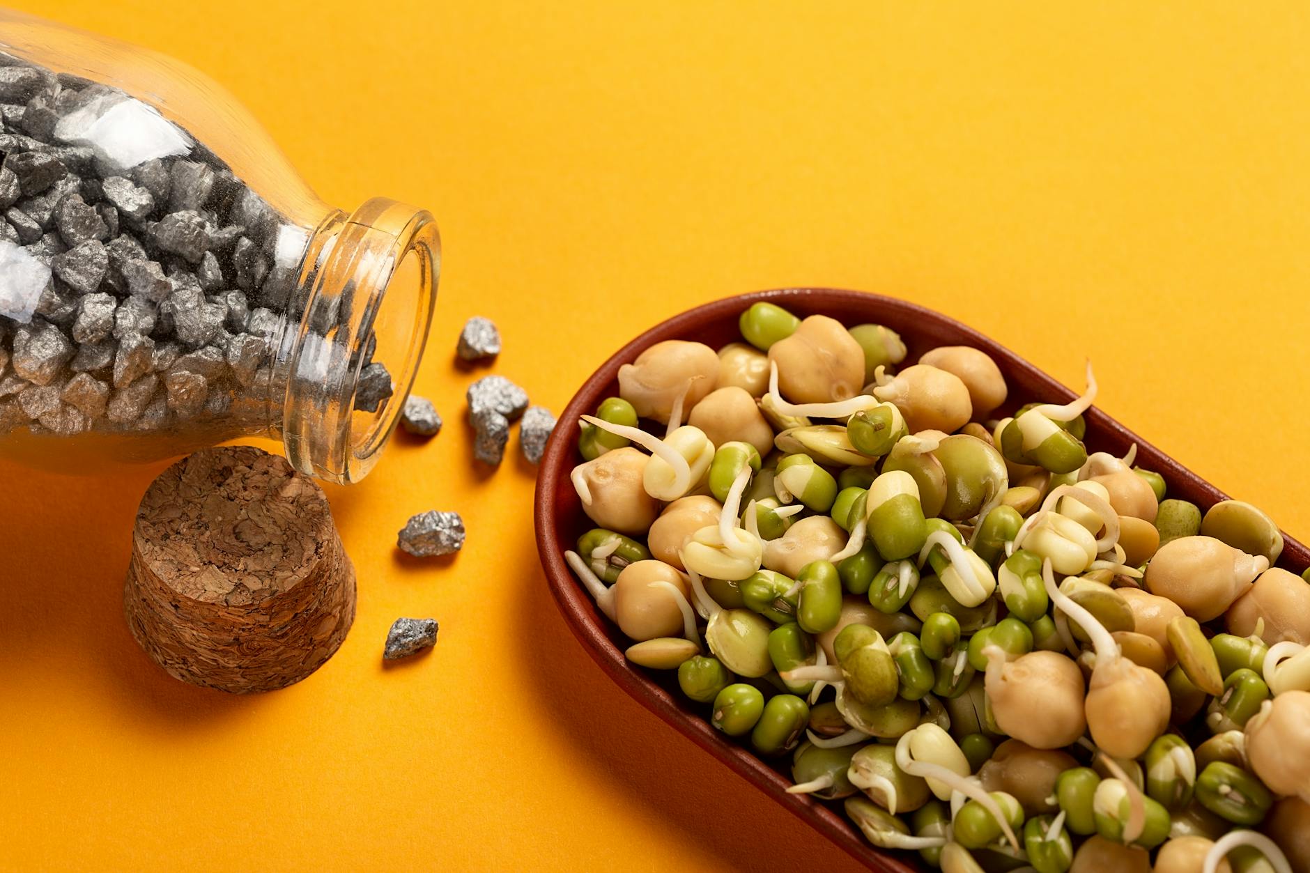 sprouting chickpeas and beans