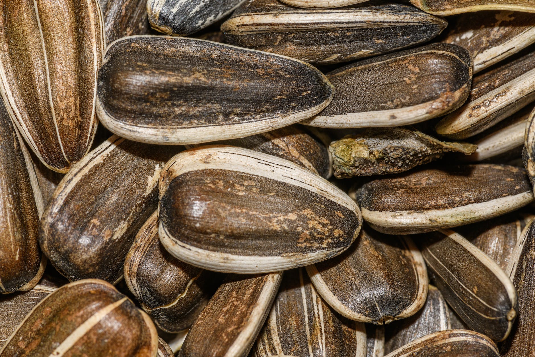 extreme close up of sunflower seeds