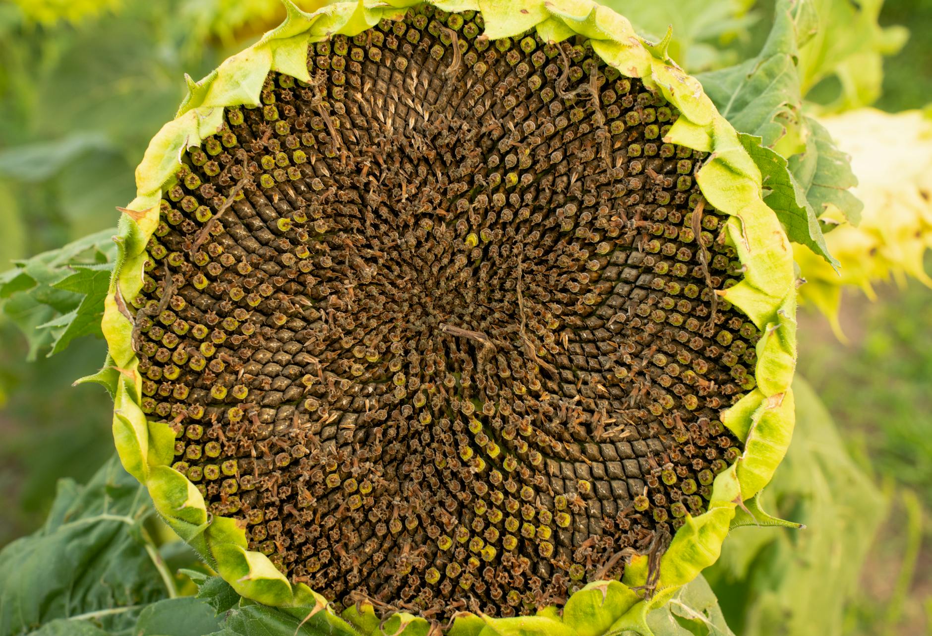 seeds in sunflower