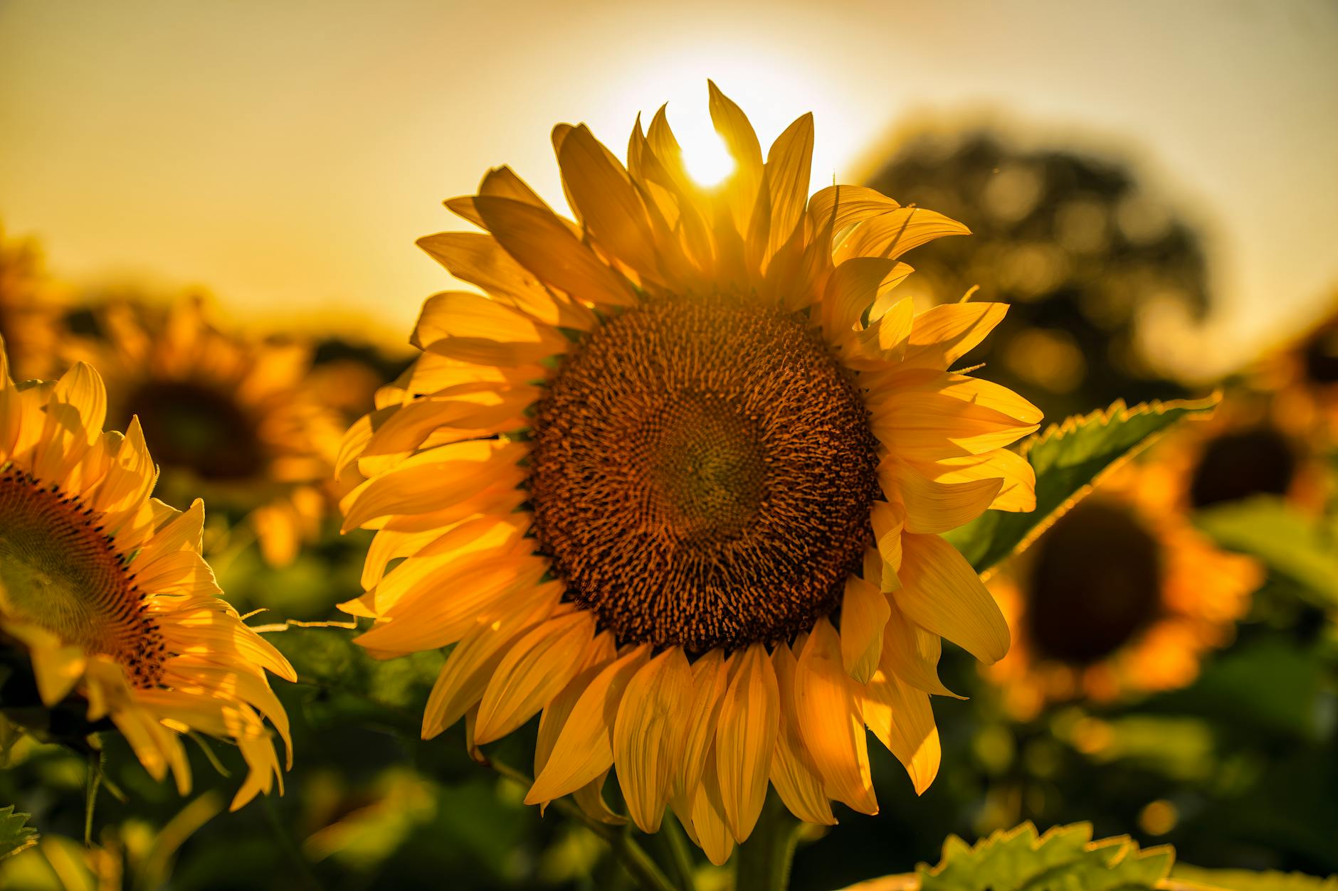 sunflower on field