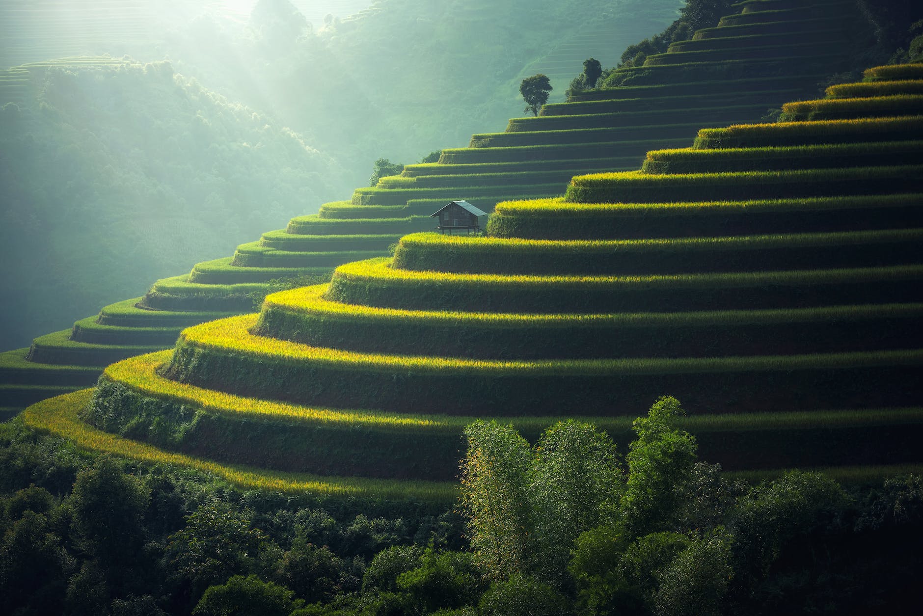 scenic view of rice paddy