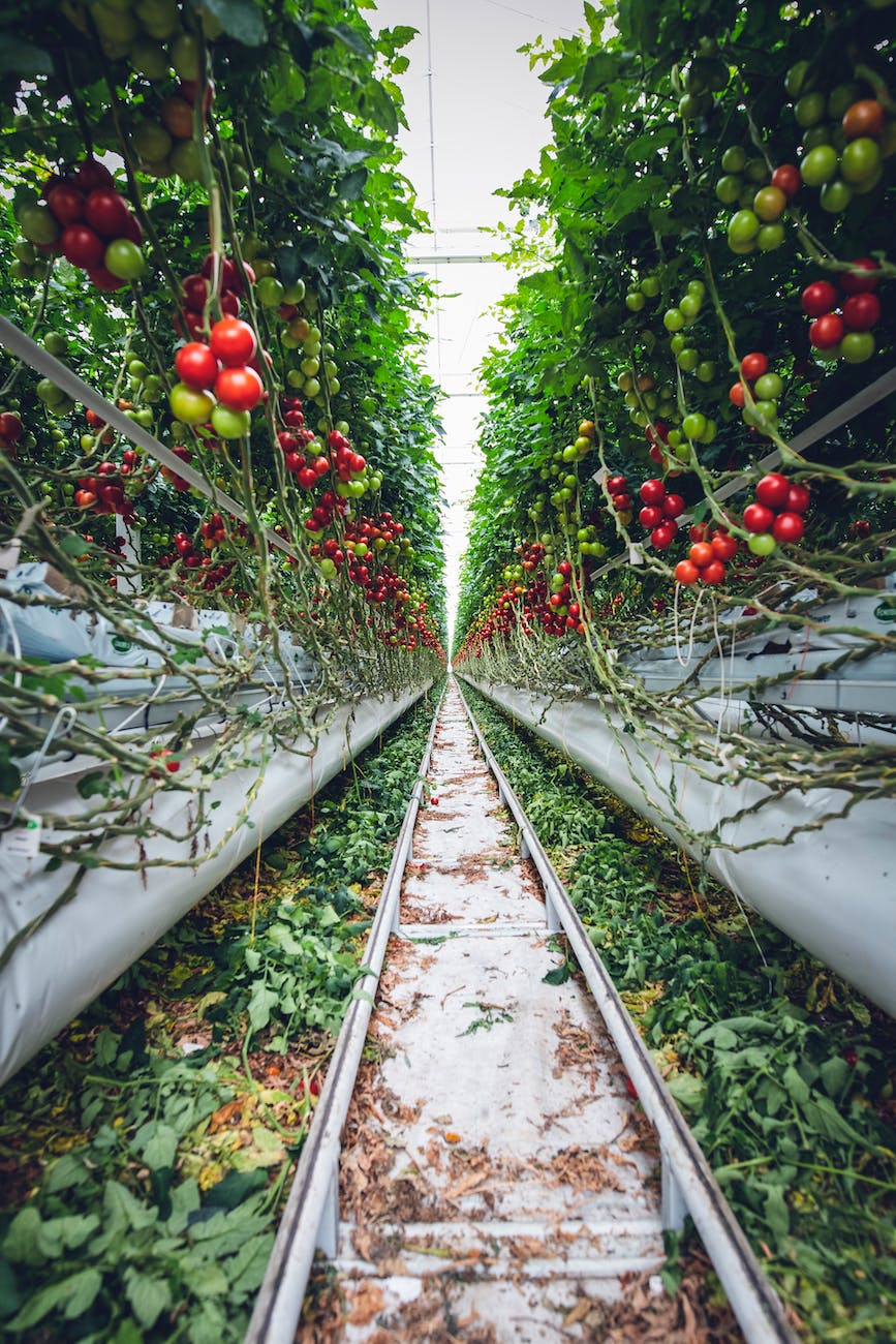 red and green tomato plants on train rail