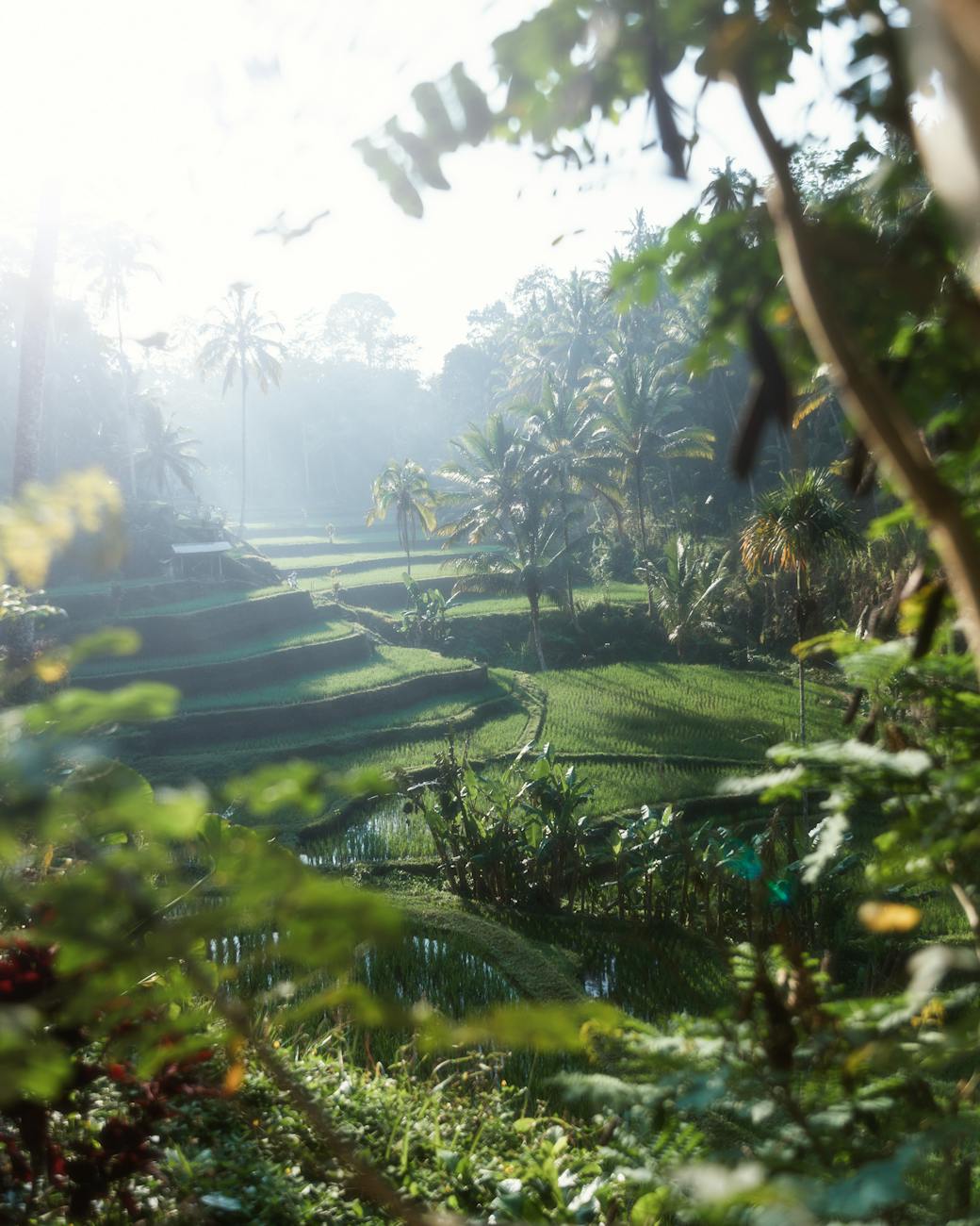 green plants