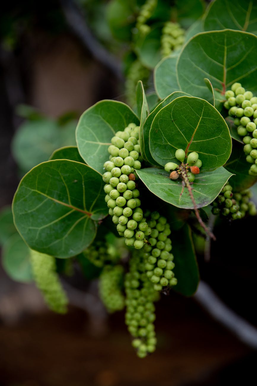 growing coccoloba uvifera on green branch with leaves in garden