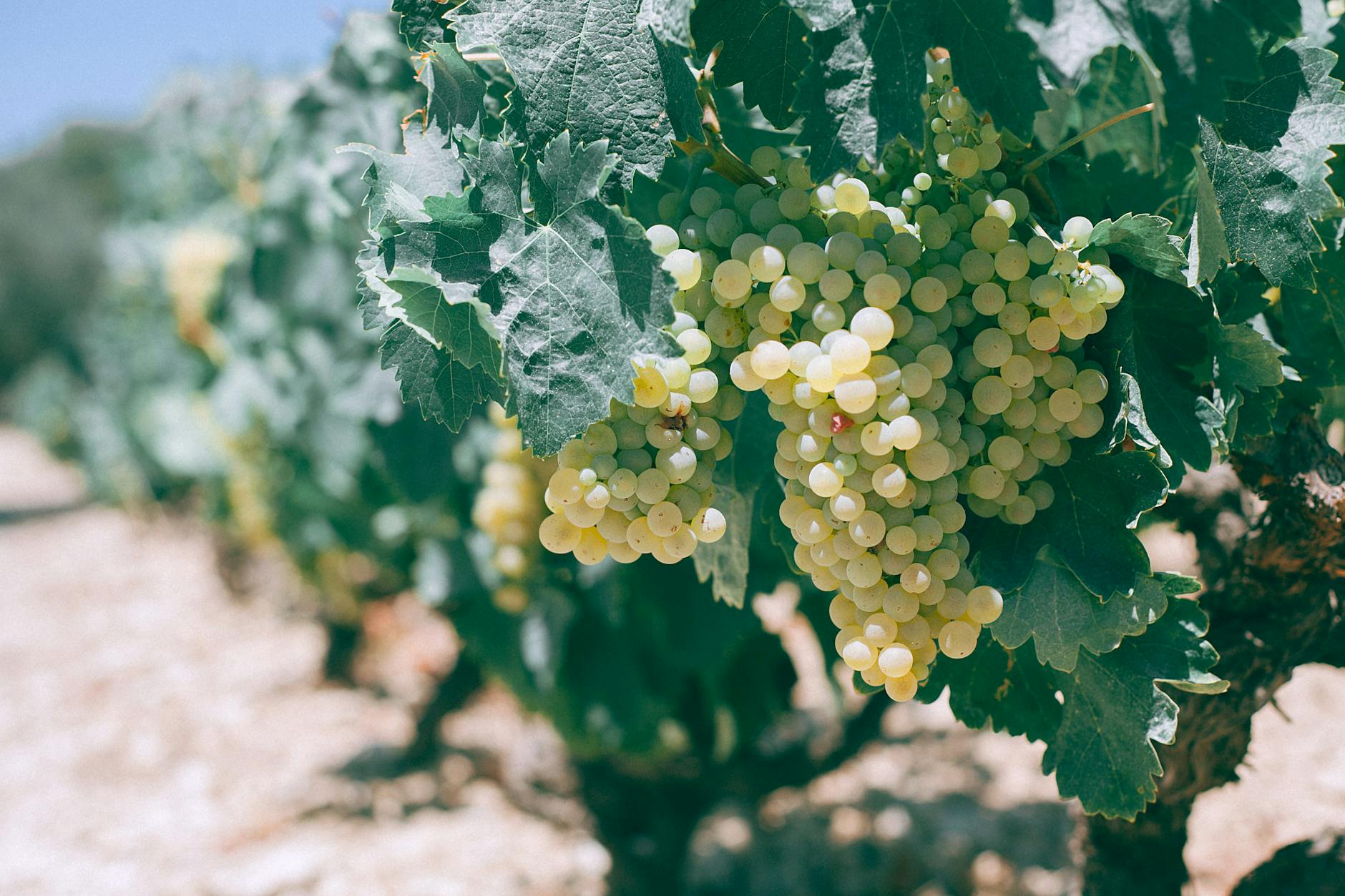 ripe green grapes growing in vineyard on sunny day