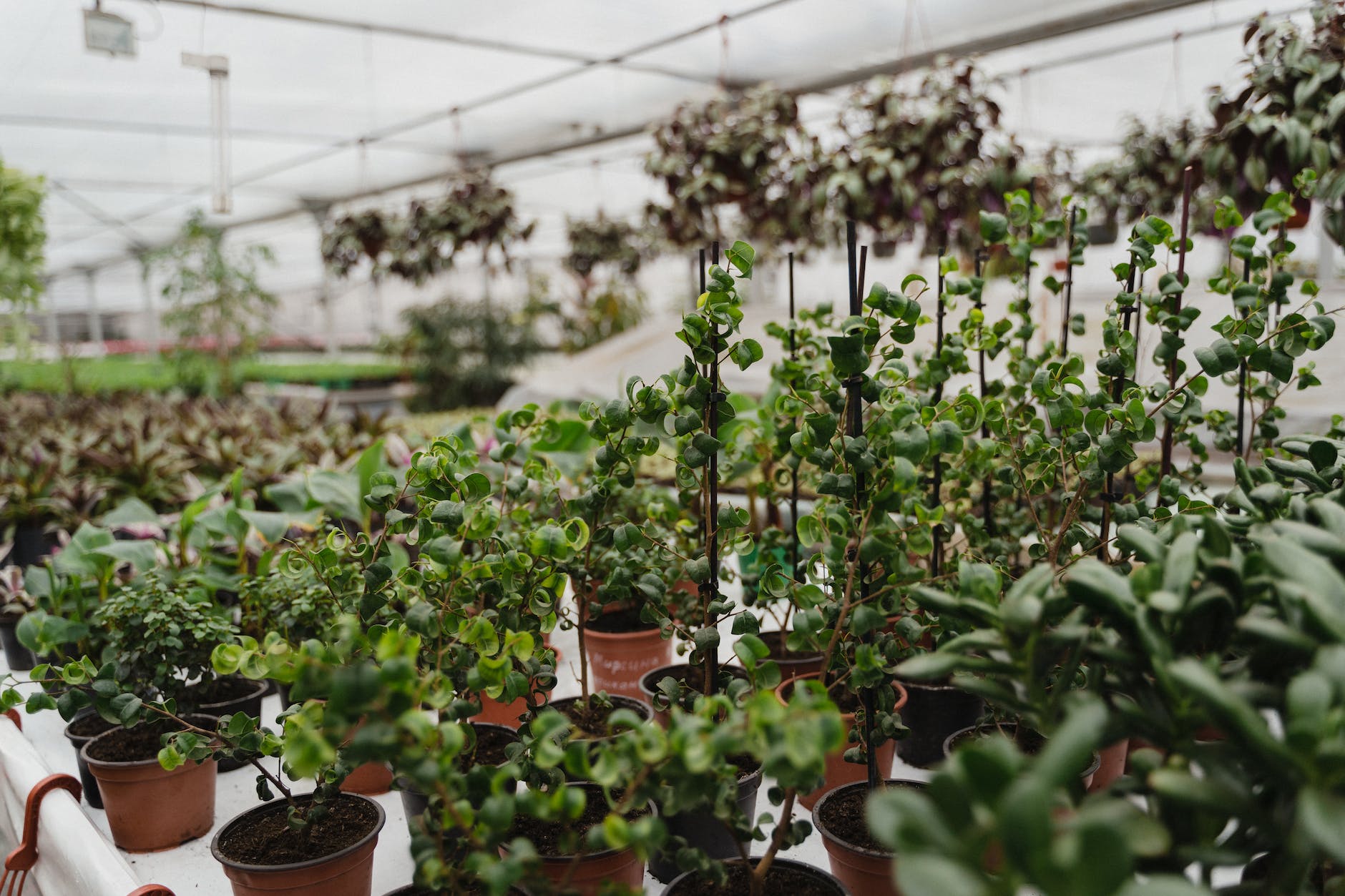 variety of plotted plants in a greenhouse