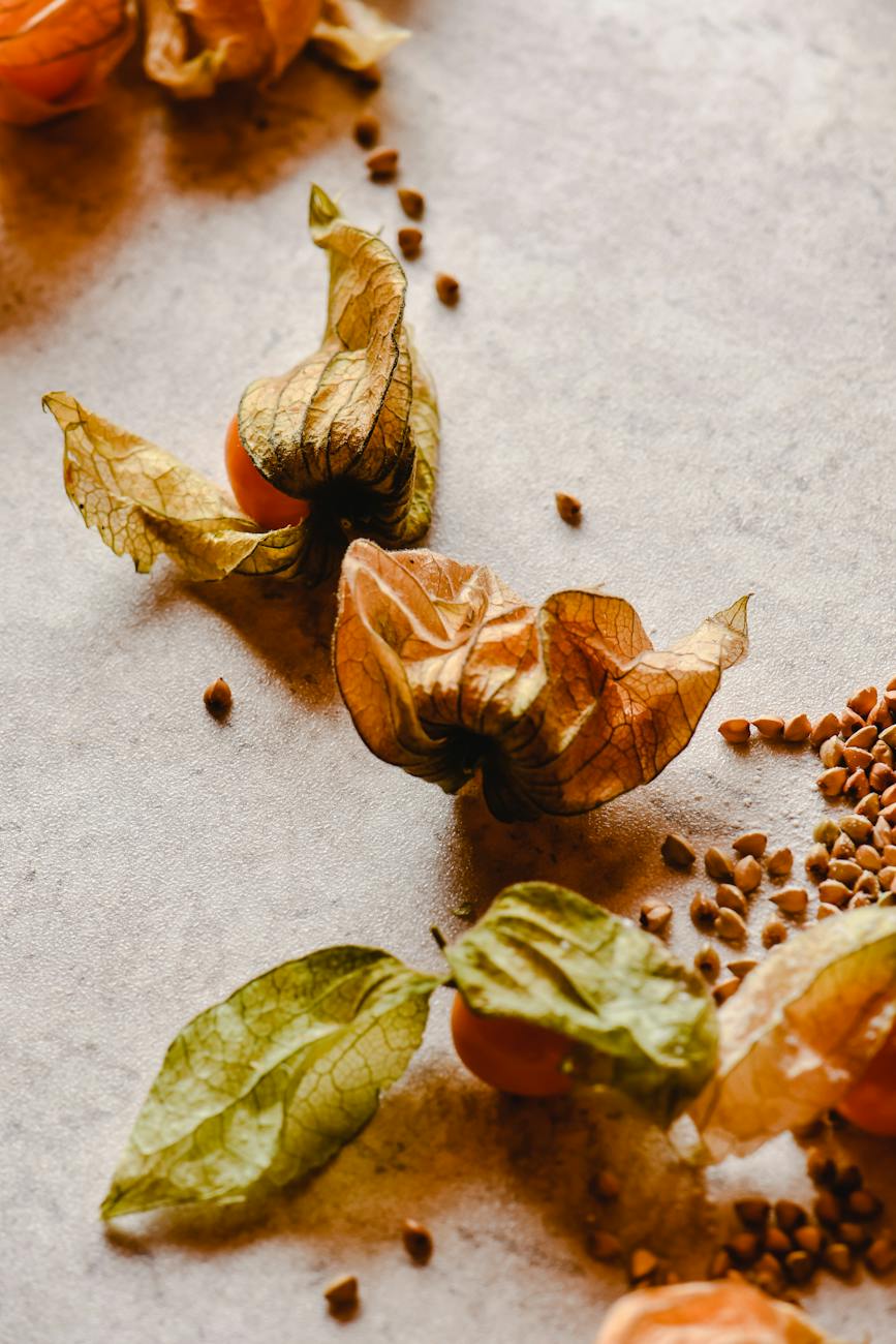 still life with physalis fruits and husks