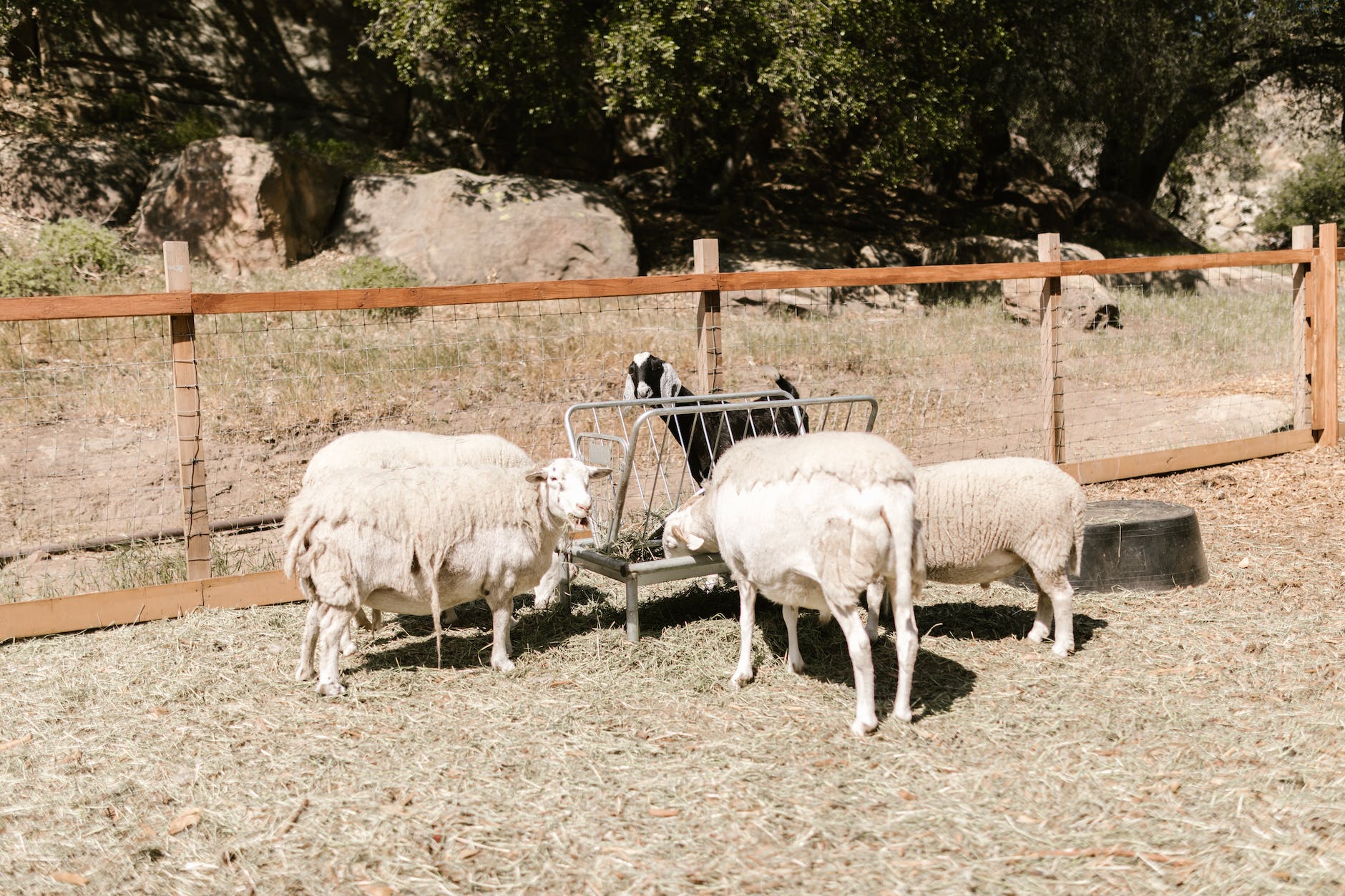 sheep feeding from manager on farm