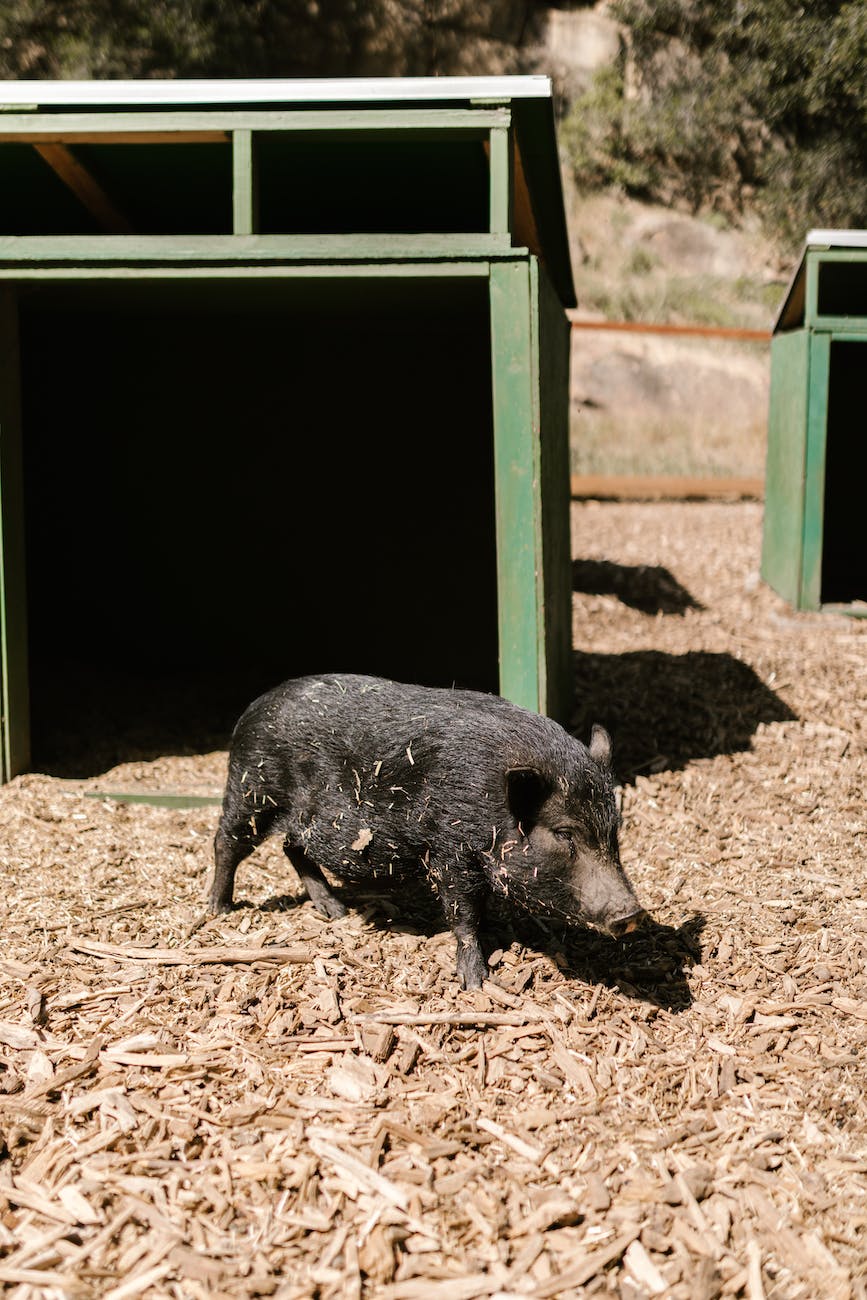 black pig on farm