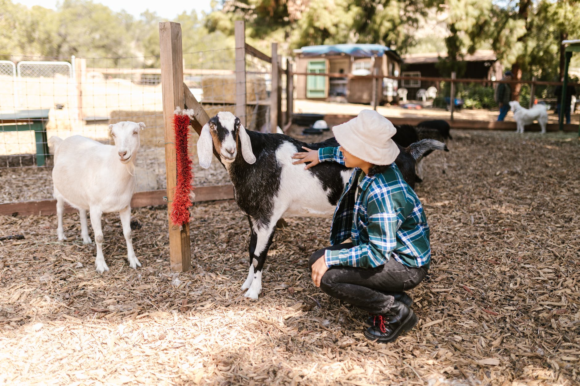 girl petting a goat