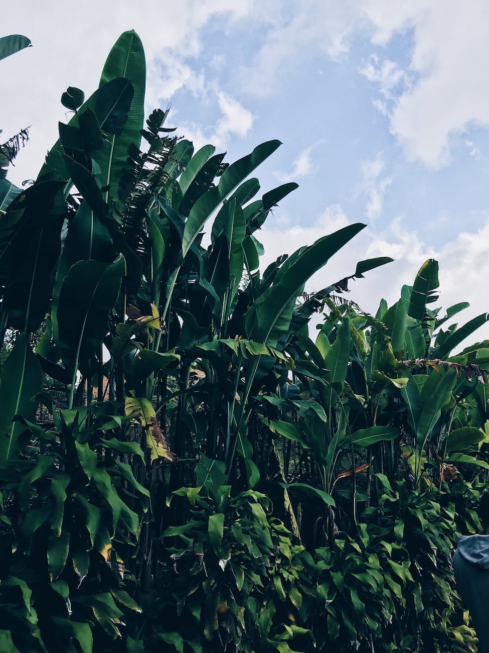 view of banana trees under blue sky